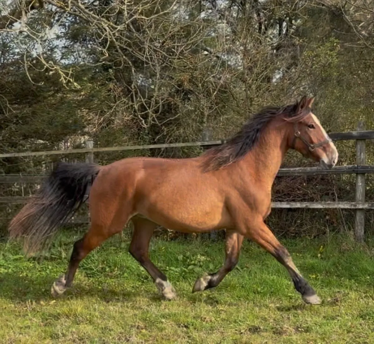 3YO Gelding by Gortfree Lakeside Lad - Image 1