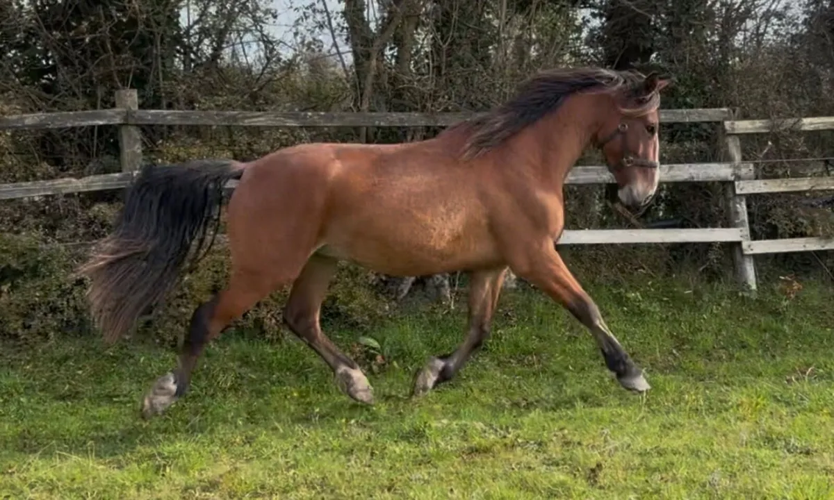 3YO Gelding by Gortfree Lakeside Lad - Image 2