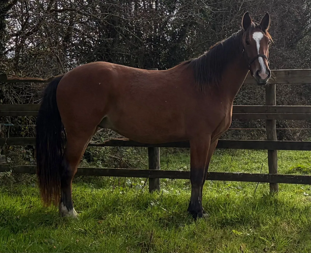 3YO Gelding by Gortfree Lakeside Lad - Image 4