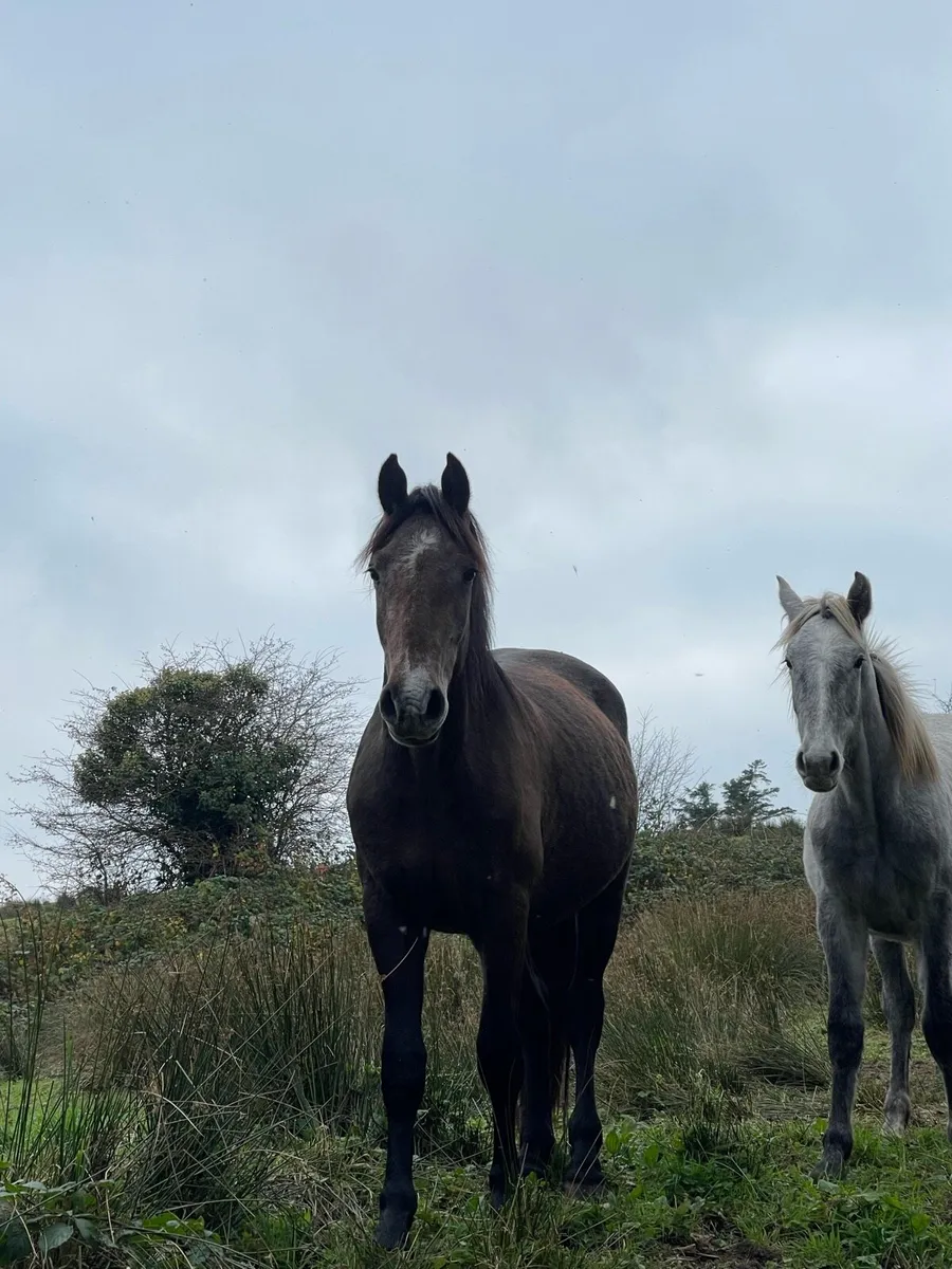 Fraught x Connemara gelding - Image 1