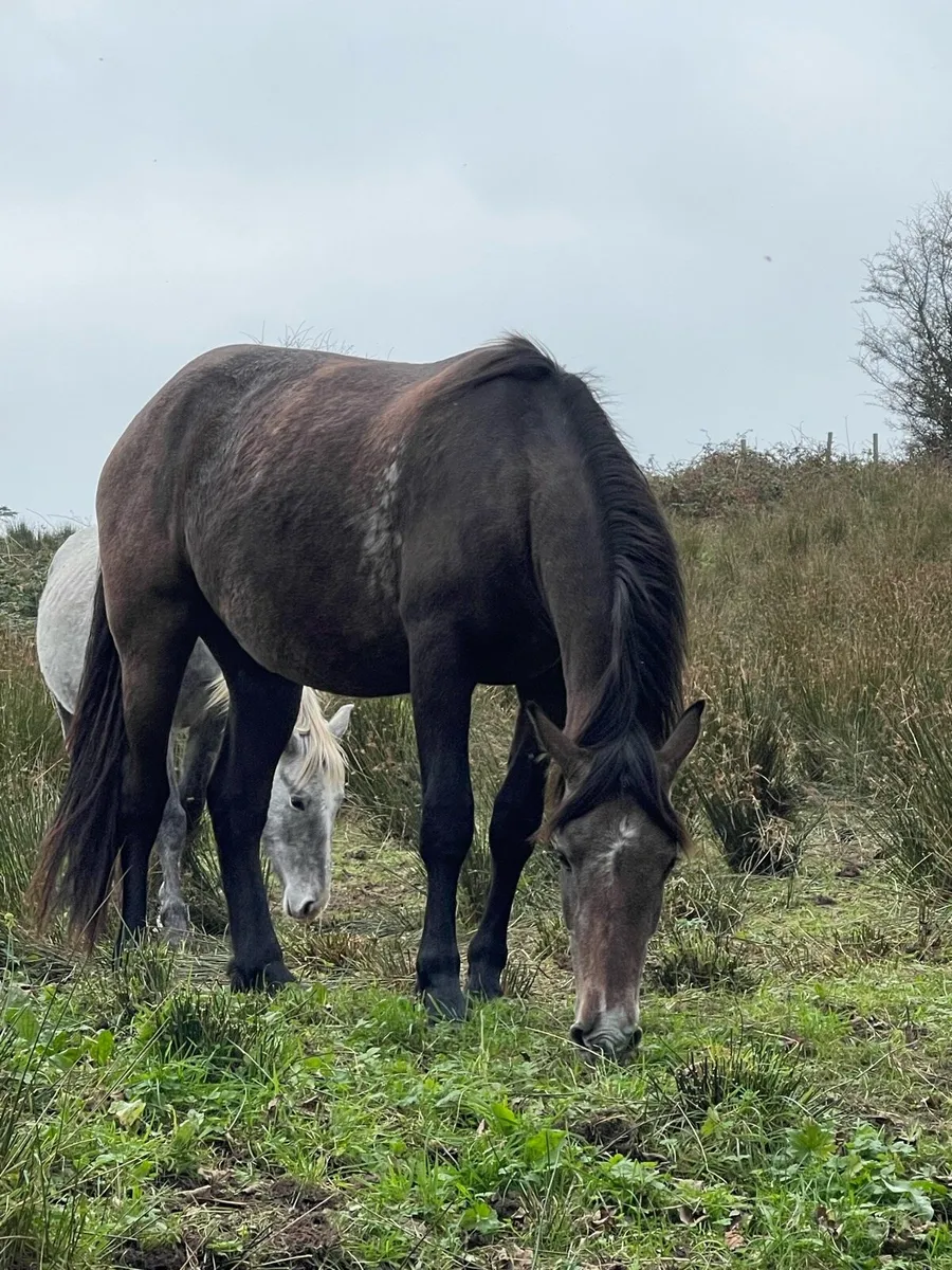 Fraught x Connemara gelding - Image 2