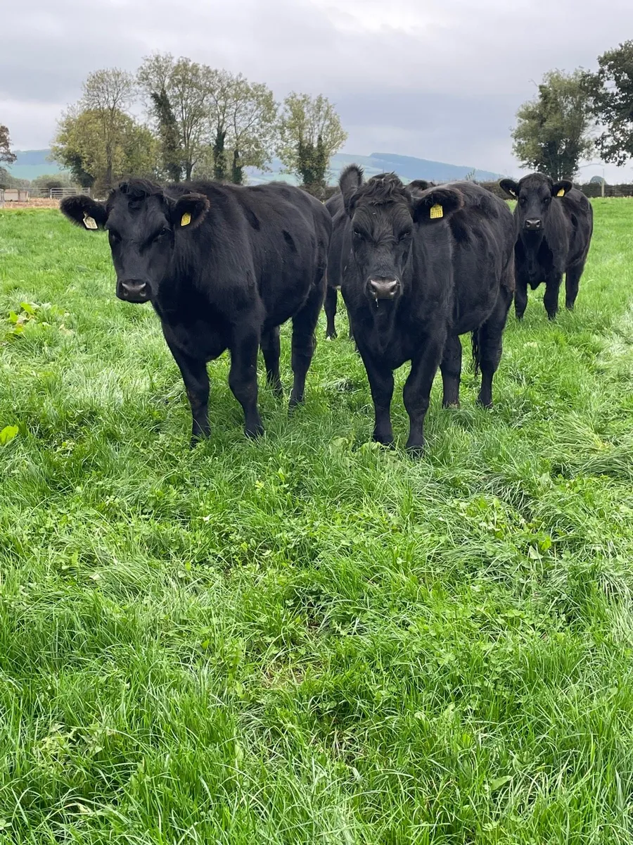 28 Angus &whiteheads - Image 2