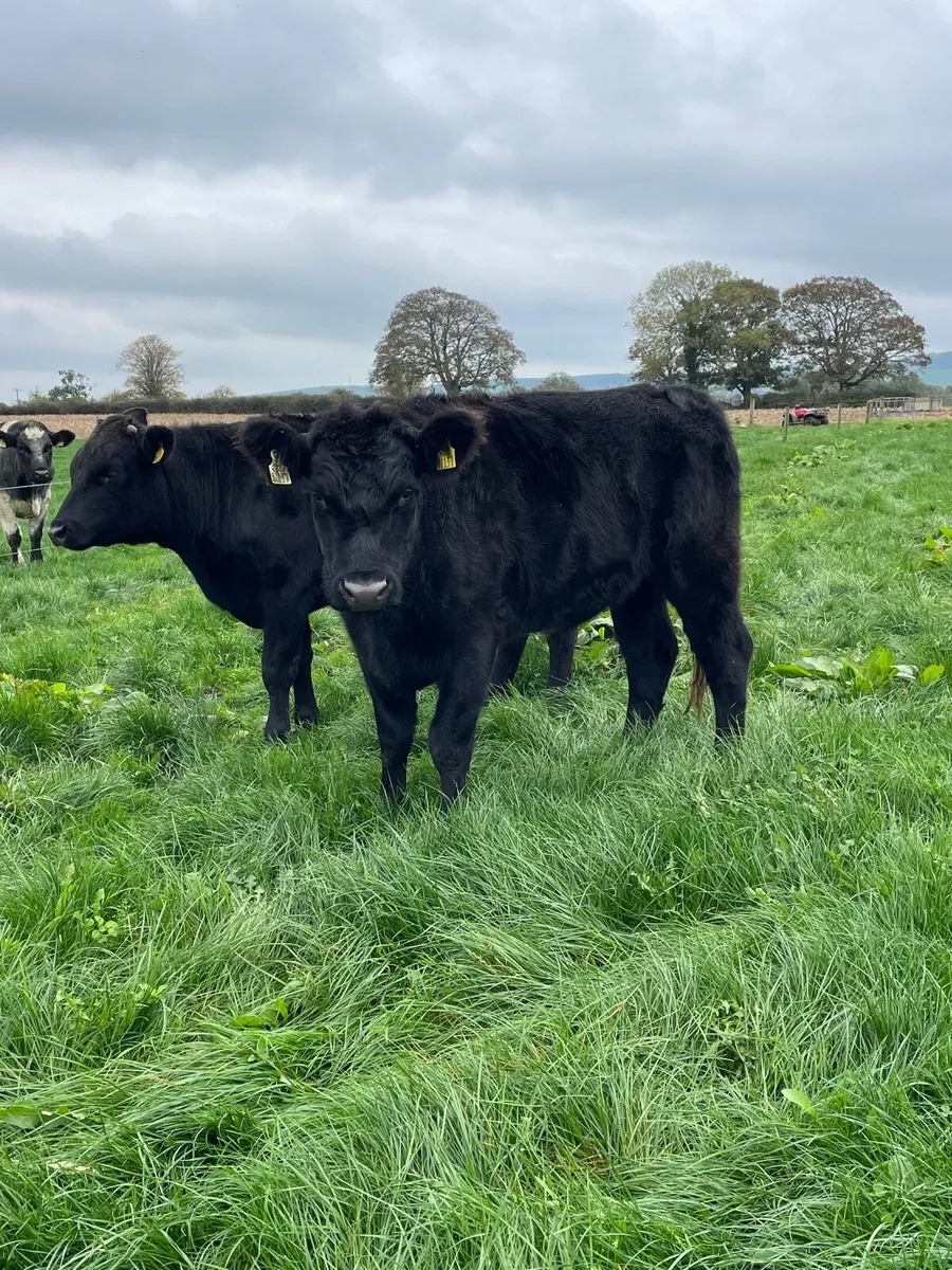 28 Angus &whiteheads - Image 1