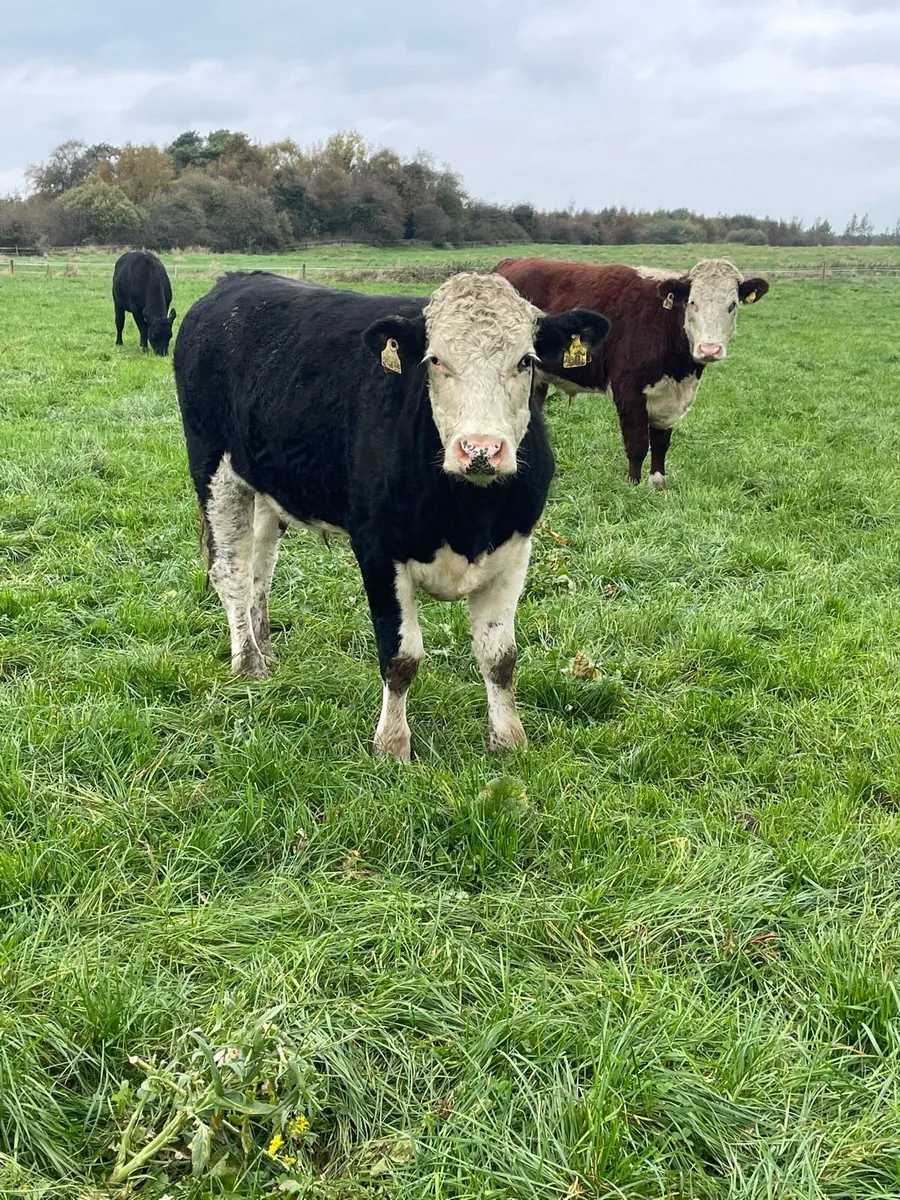 28 Angus &whiteheads - Image 3