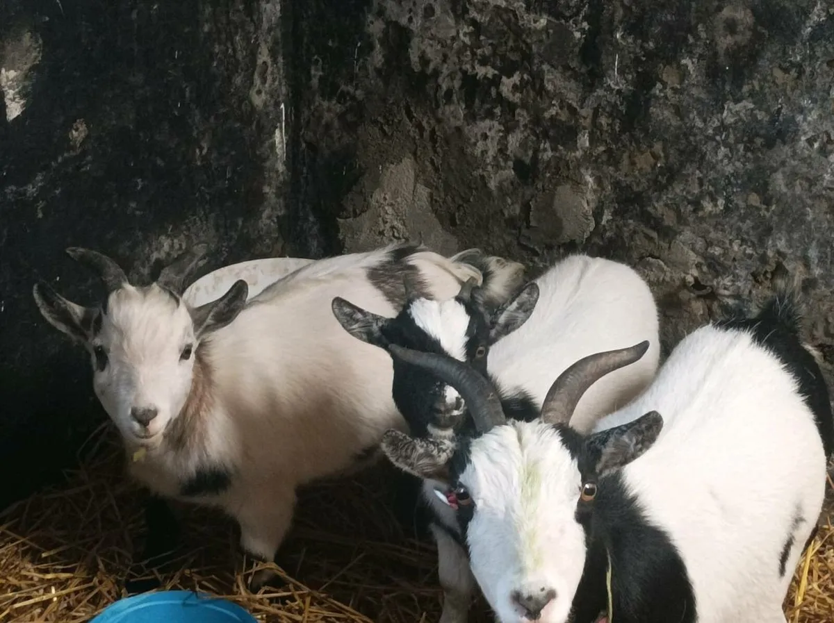 3 kid Pygmy goats for sale - Image 1