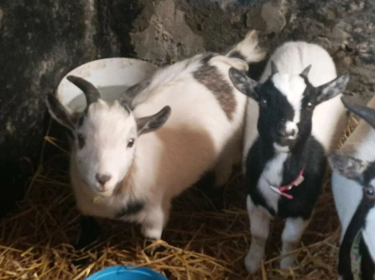 3 kid Pygmy goats for sale - Image 2