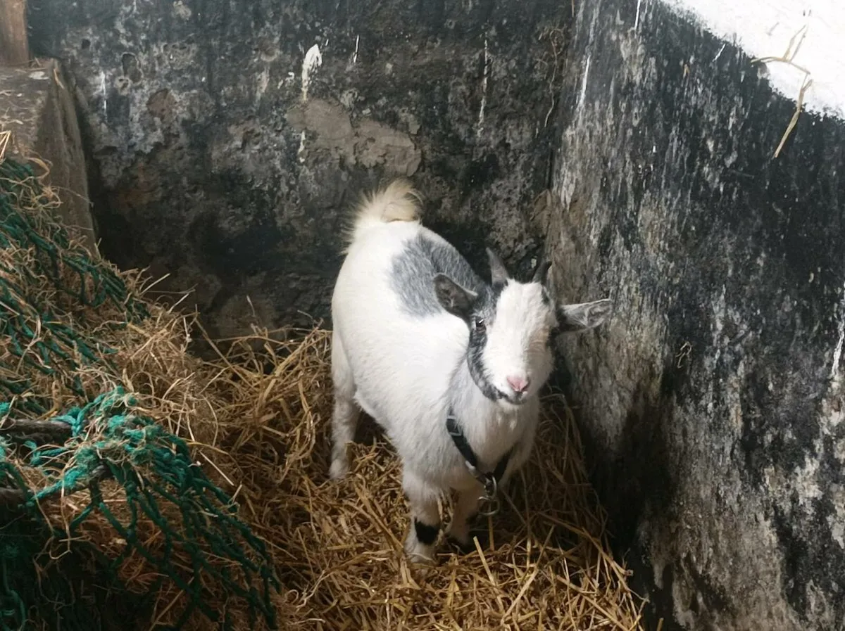 3 kid Pygmy goats for sale - Image 3