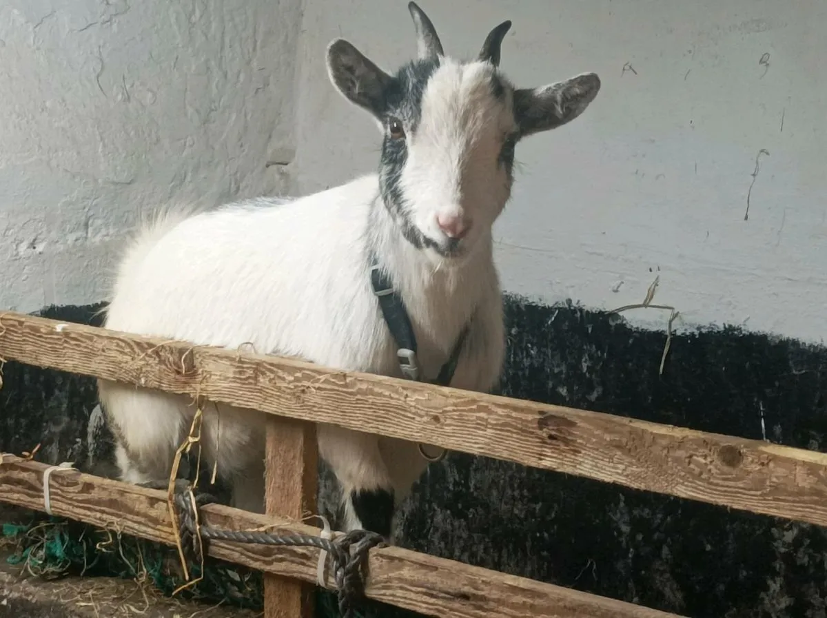 3 kid Pygmy goats for sale - Image 4