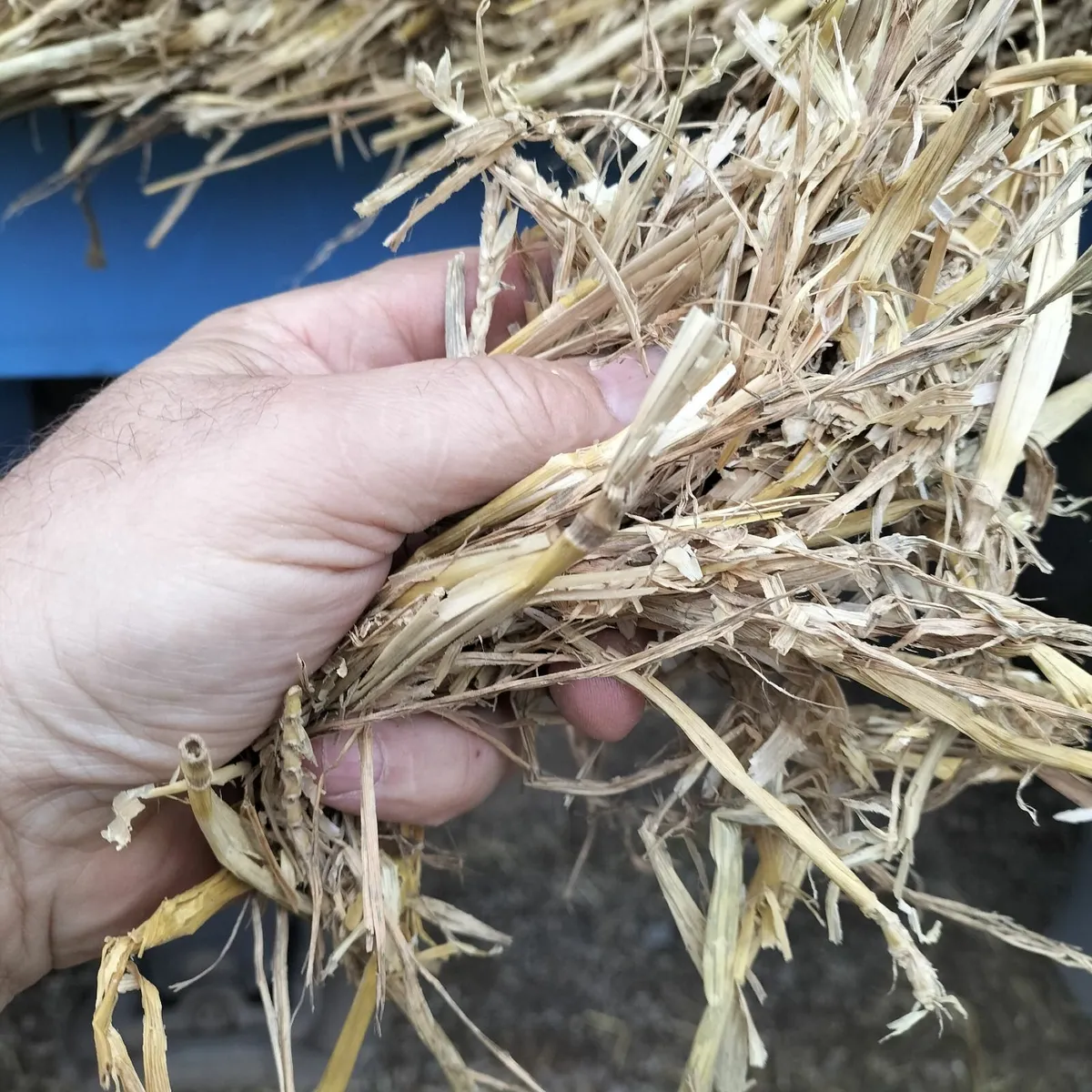 Straw - Image 3
