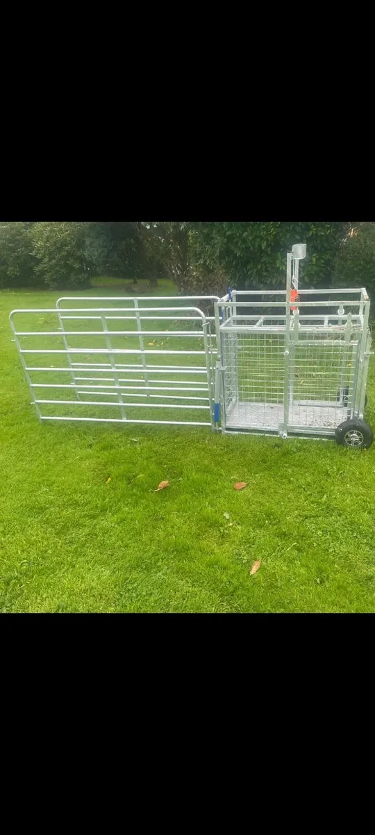 Sheep weighing bridge
