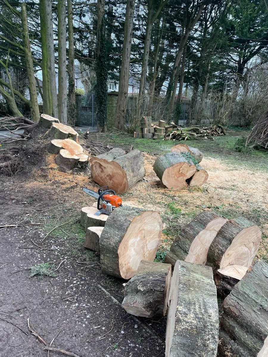Air dried firewood - Image 4