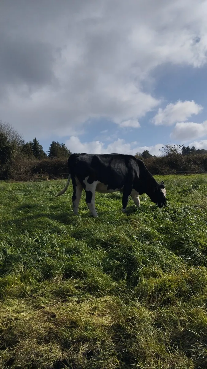 16 PBNR incalf heifers - Image 1