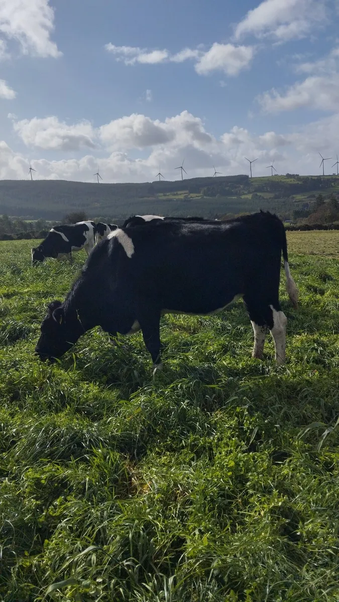16 PBNR incalf heifers - Image 2