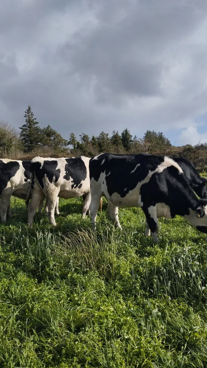 16 PBNR incalf heifers - Image 3