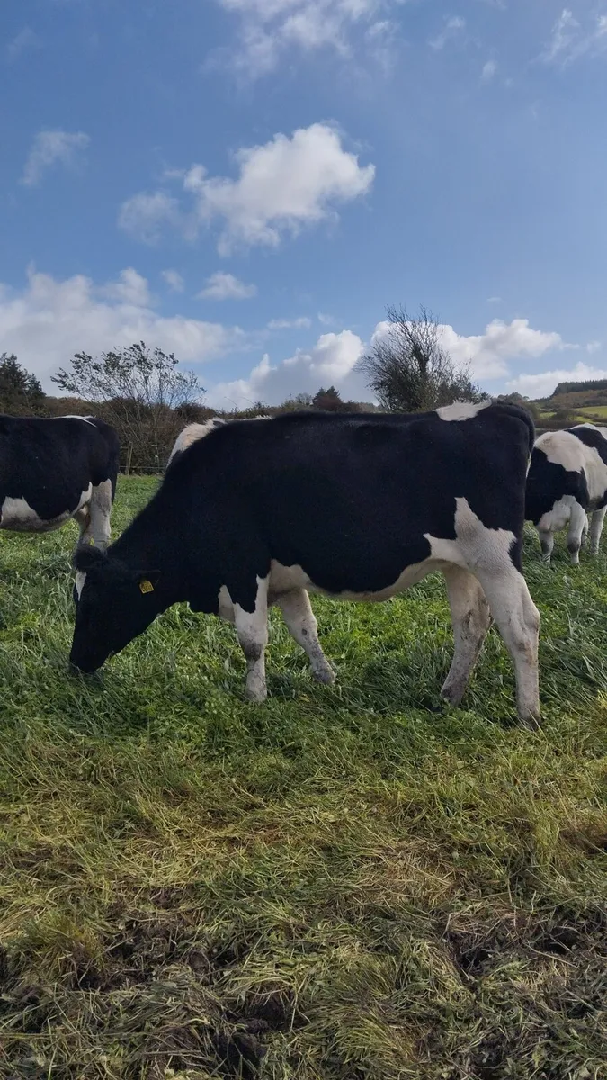 16 PBNR incalf heifers - Image 4