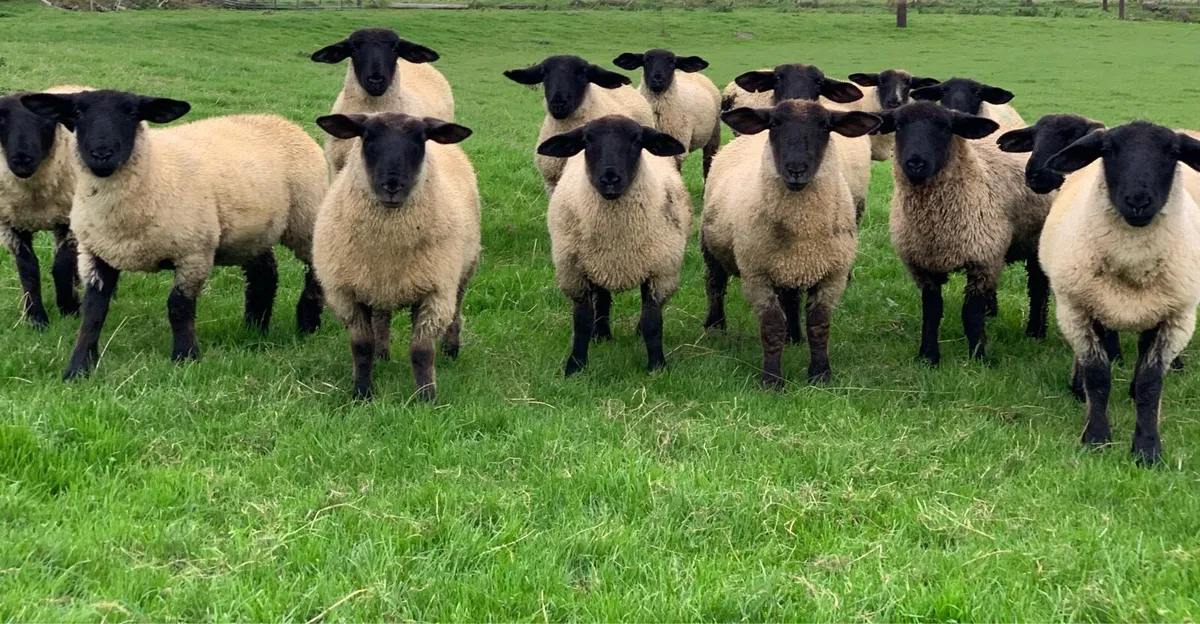 Suffolk Ewe Lambs - Image 1