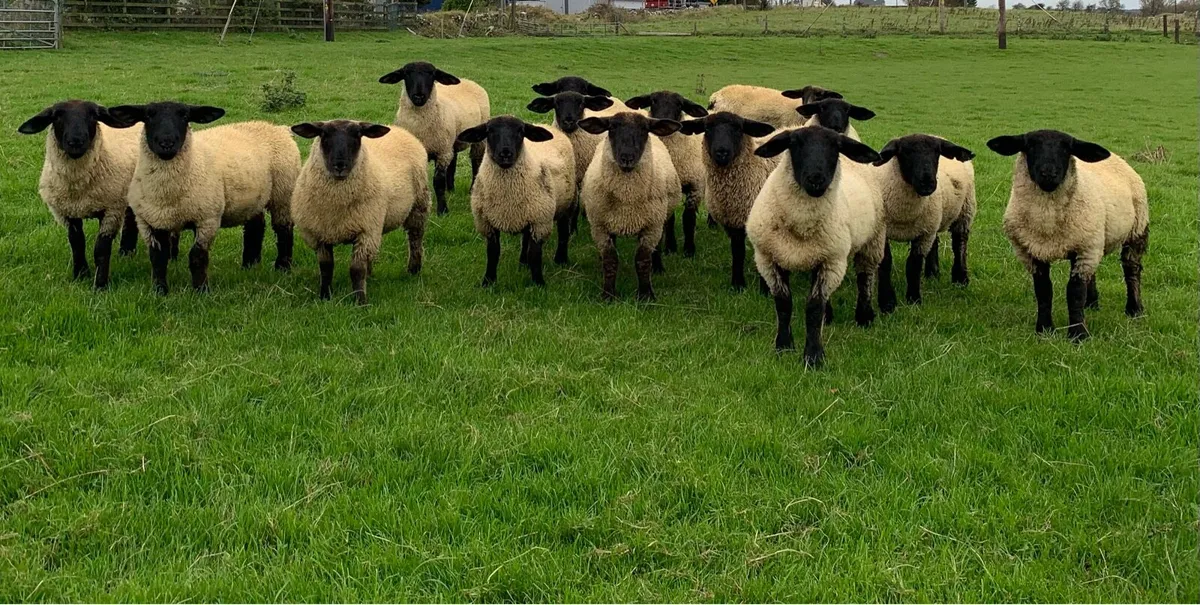 Suffolk Ewe Lambs - Image 2