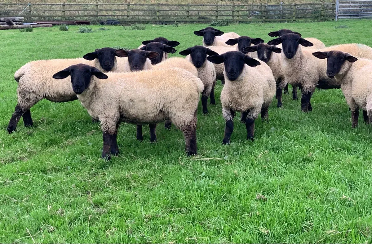 Suffolk Ewe Lambs - Image 3