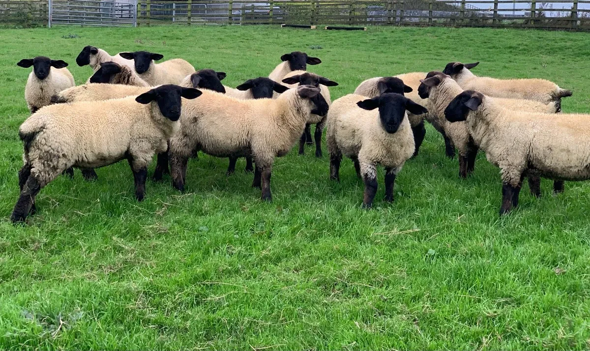 Suffolk Ewe Lambs - Image 4