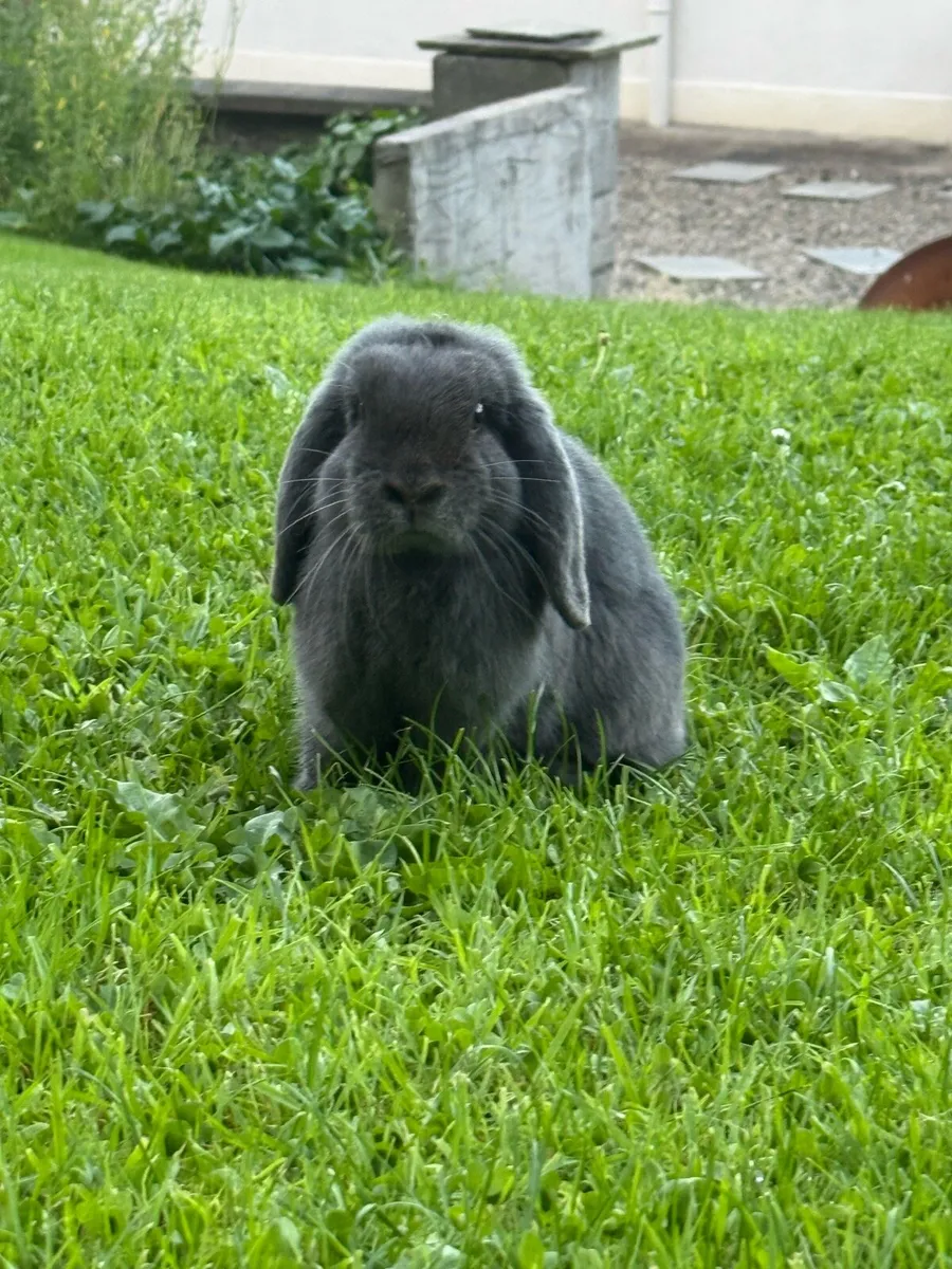 Paired rabbits - Image 2