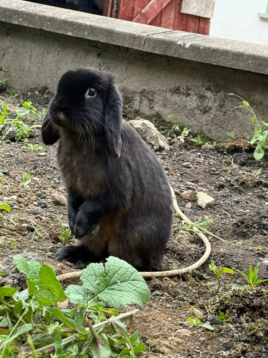 Paired rabbits - Image 3