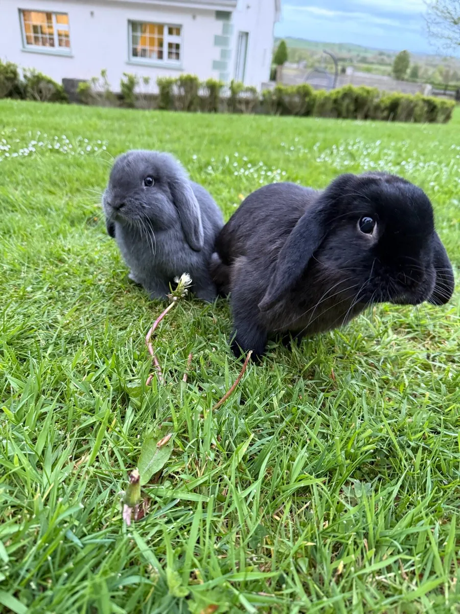 Paired rabbits - Image 1