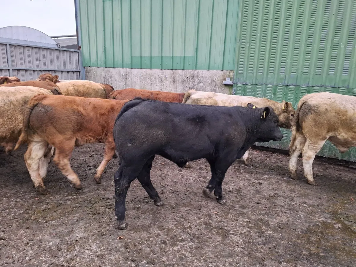 Kilcullen mart weanling SHOW&SALE - Image 4