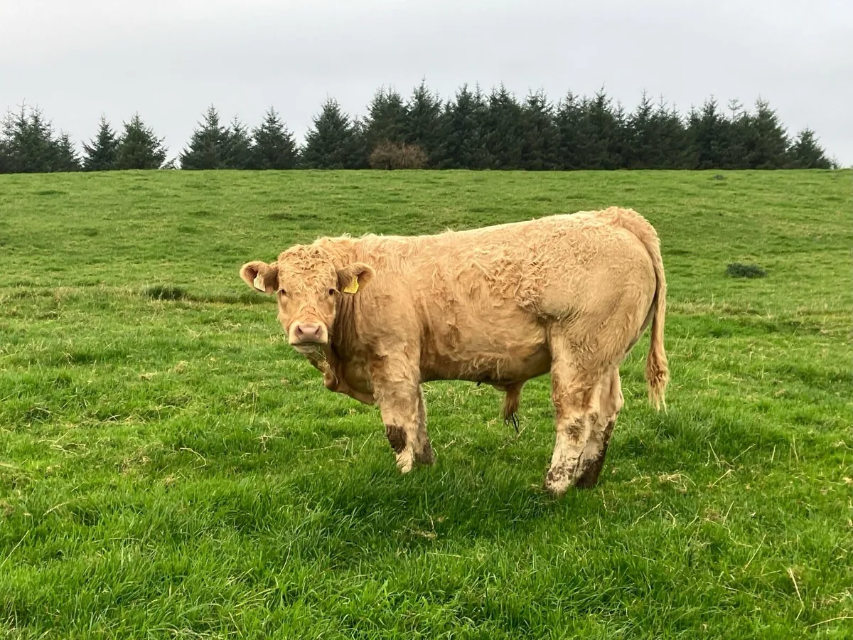 Kilcullen mart weanling SHOW&SALE - Image 2
