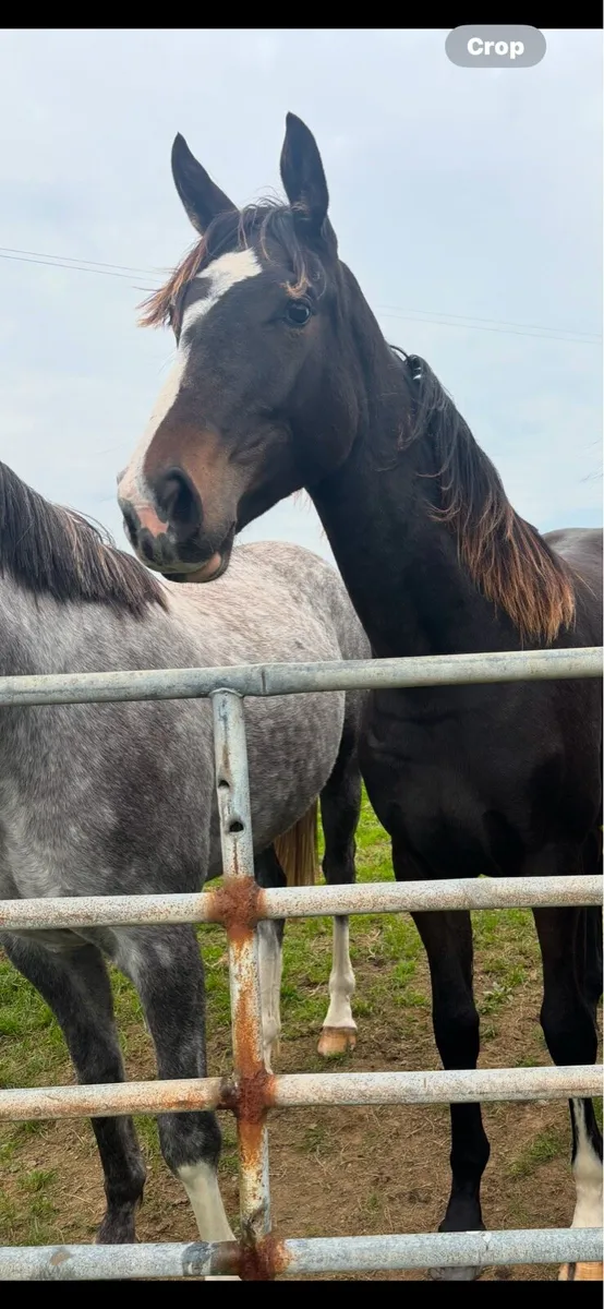✨Stunning Irish sports horse Filly✨ - Image 1