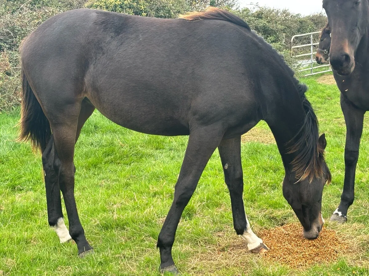 ✨Stunning Irish sports horse Filly✨ - Image 2