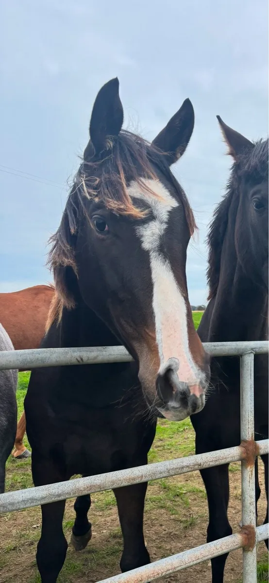 ✨Stunning Irish sports horse Filly✨ - Image 3