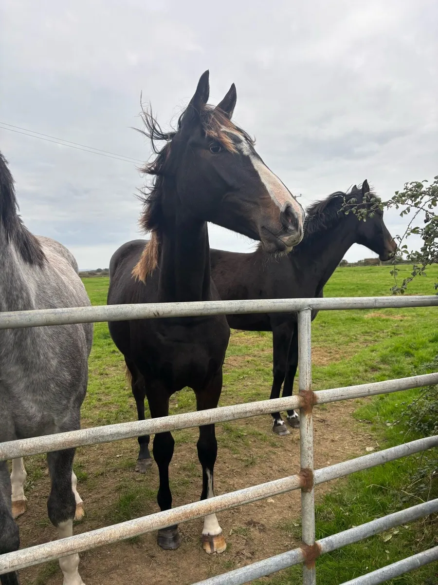 ✨Stunning Irish sports horse Filly✨ - Image 4