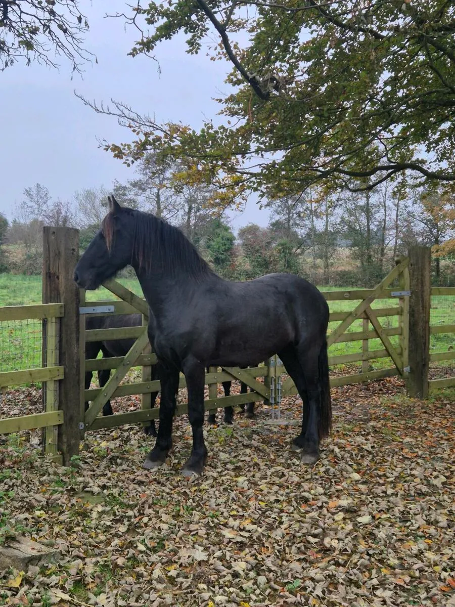 Friesian - Image 2