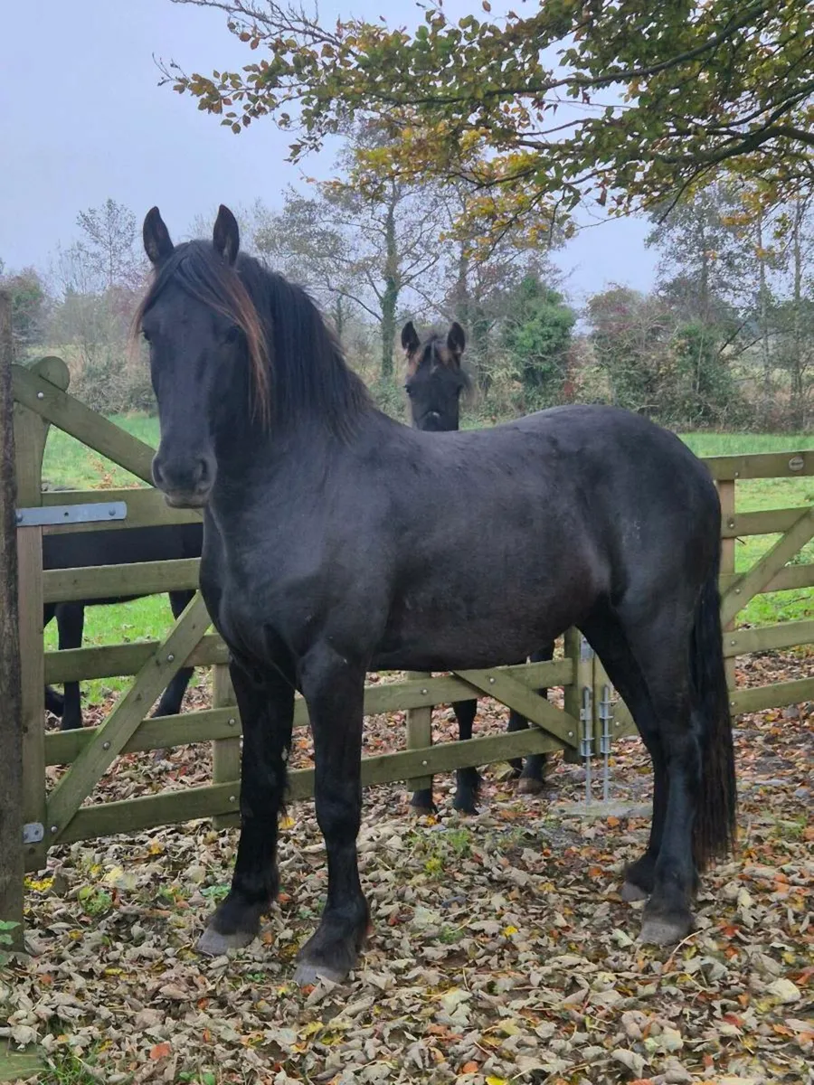 Friesian - Image 1