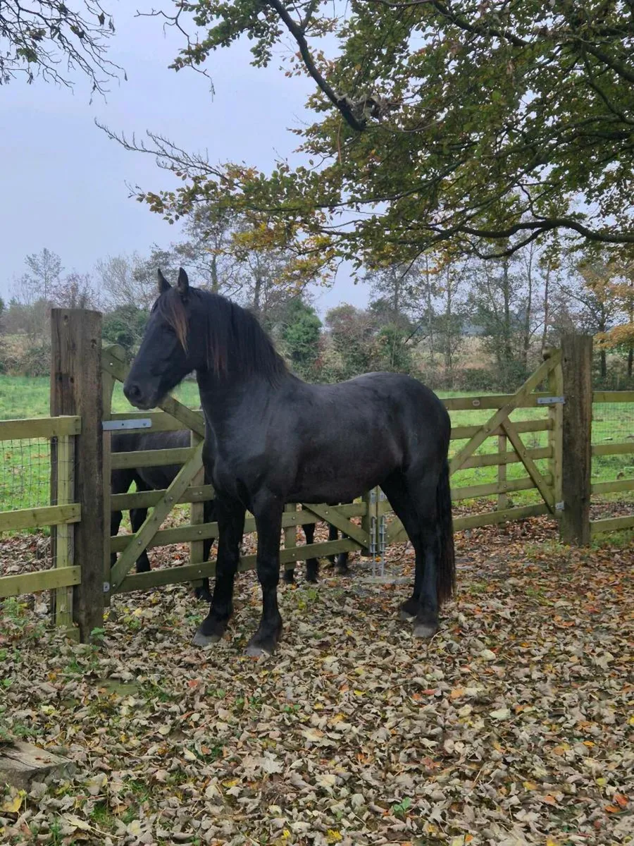 Friesian - Image 3