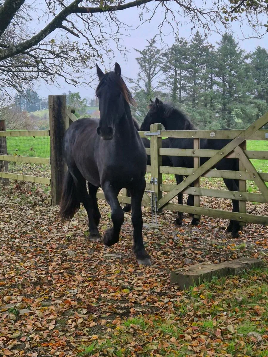 Friesian - Image 4