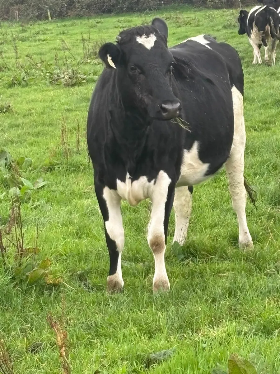 DAIRY SALE LISTOWEL MART WED 22ND OCT AT 1.00PM - Image 1