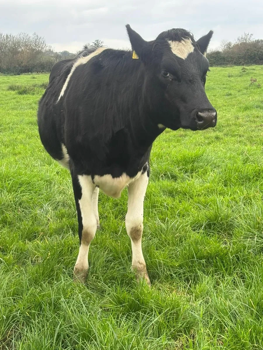 DAIRY SALE LISTOWEL MART WED 22ND OCT AT 1.00PM - Image 2