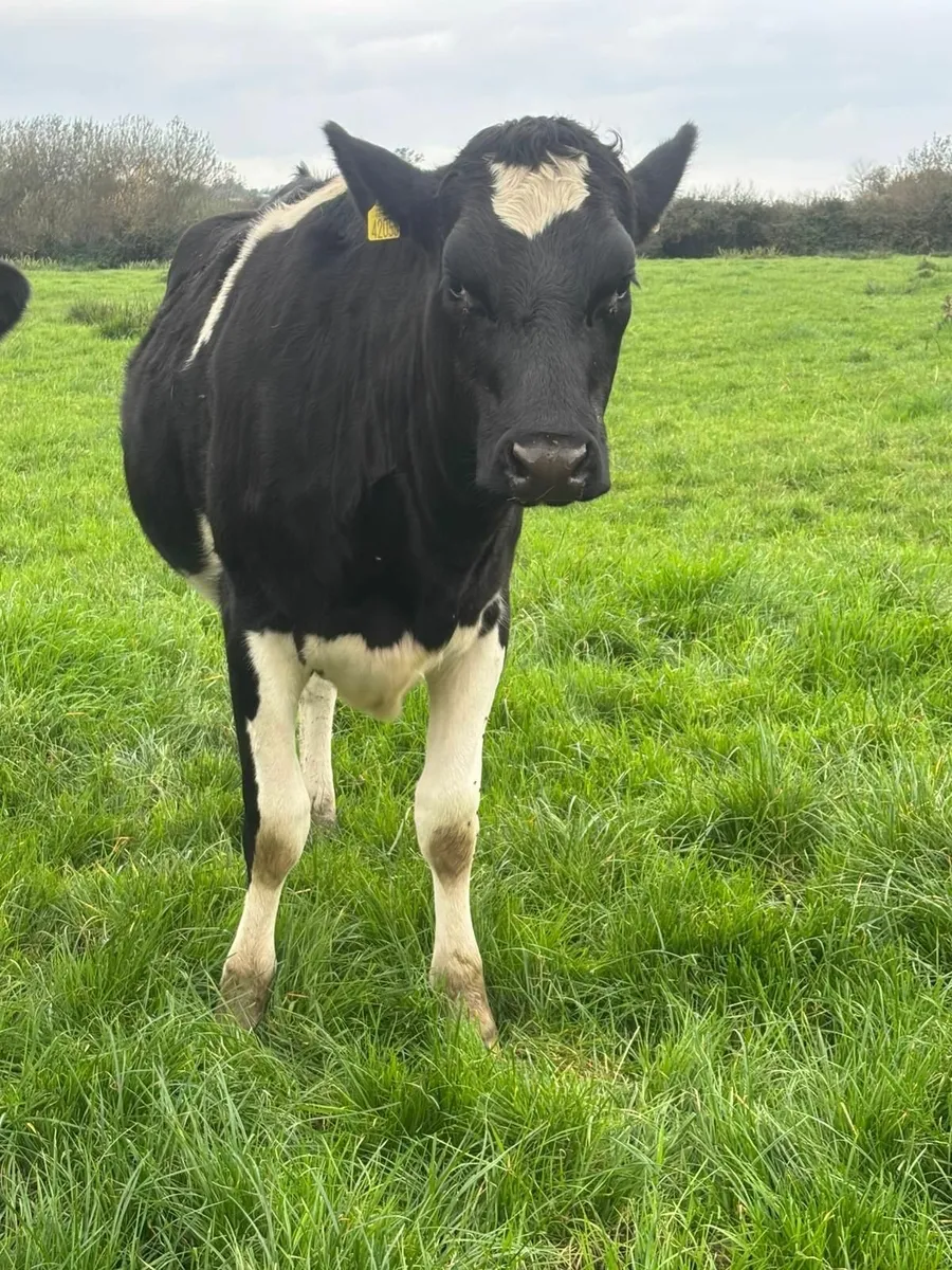 DAIRY SALE LISTOWEL MART WED 22ND OCT AT 1.00PM - Image 3