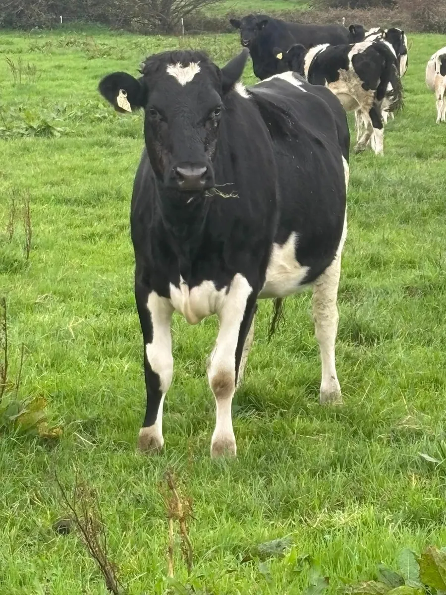 DAIRY SALE LISTOWEL MART WED 22ND OCT AT 1.00PM - Image 4