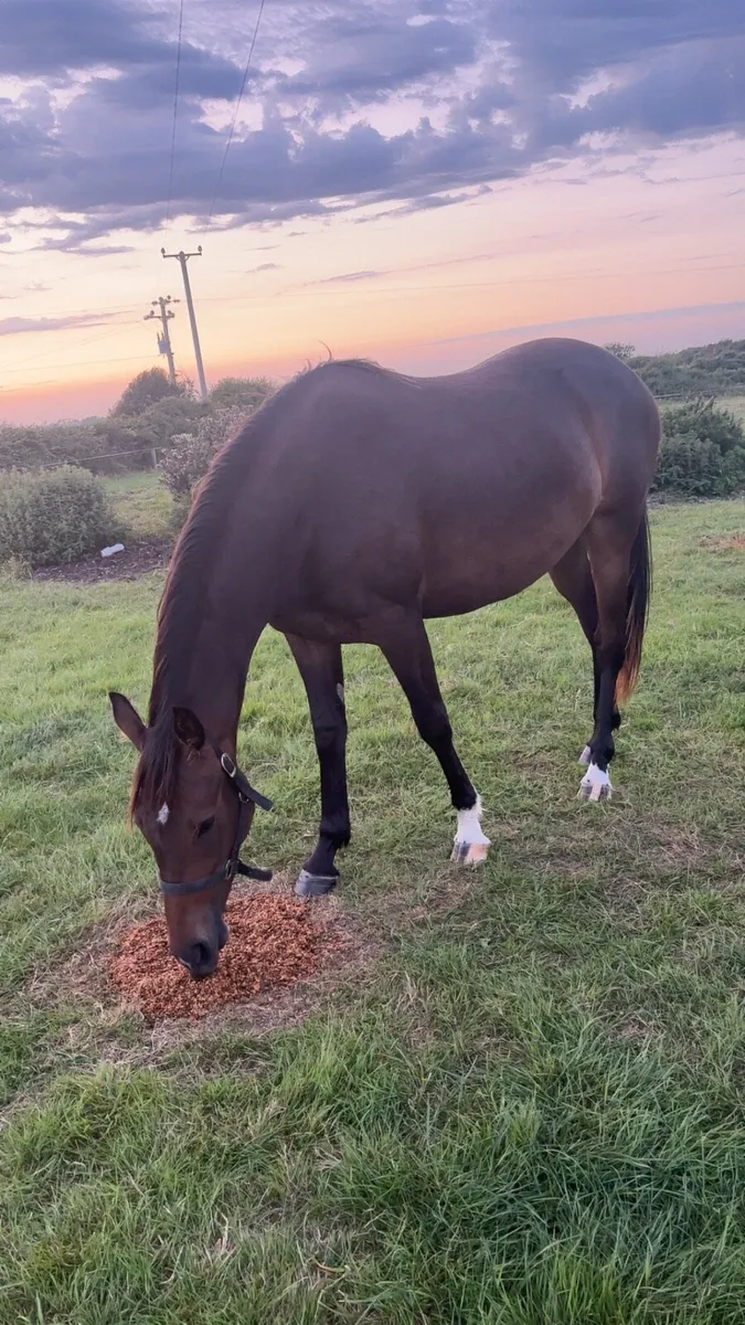 ✨Stunning Irish sports horse Filly✨ - Image 1