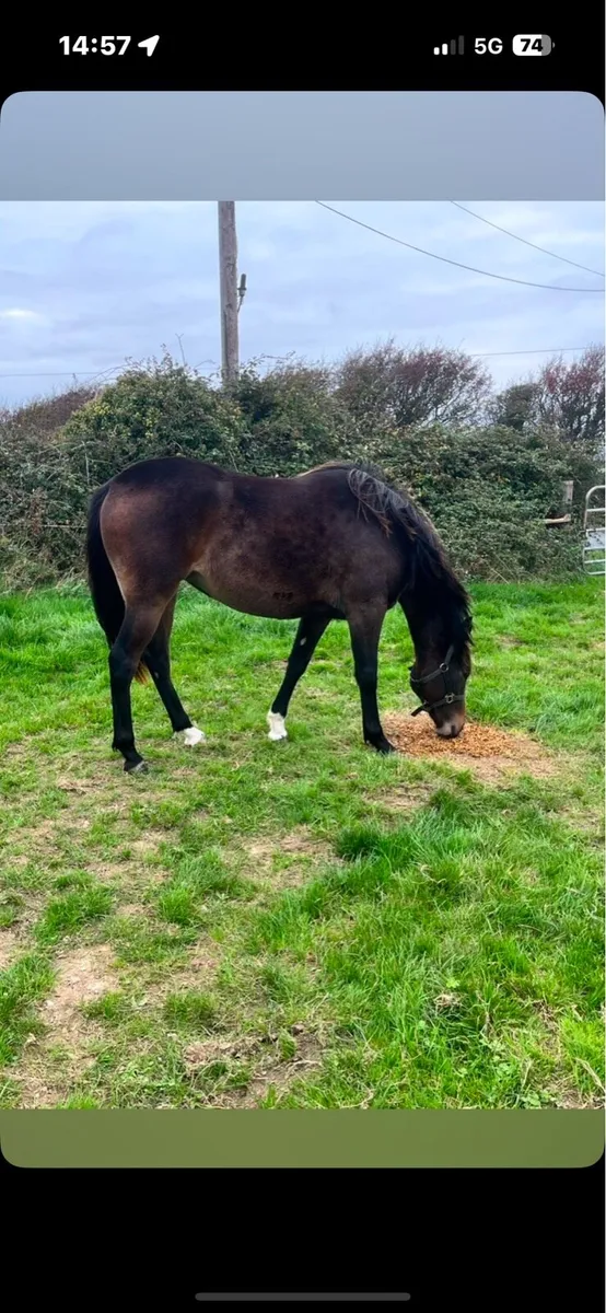 ✨Stunning Irish sports horse Filly✨ - Image 2