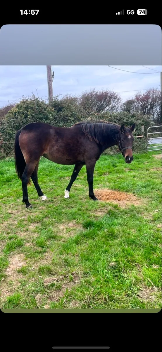 ✨Stunning Irish sports horse Filly✨ - Image 3
