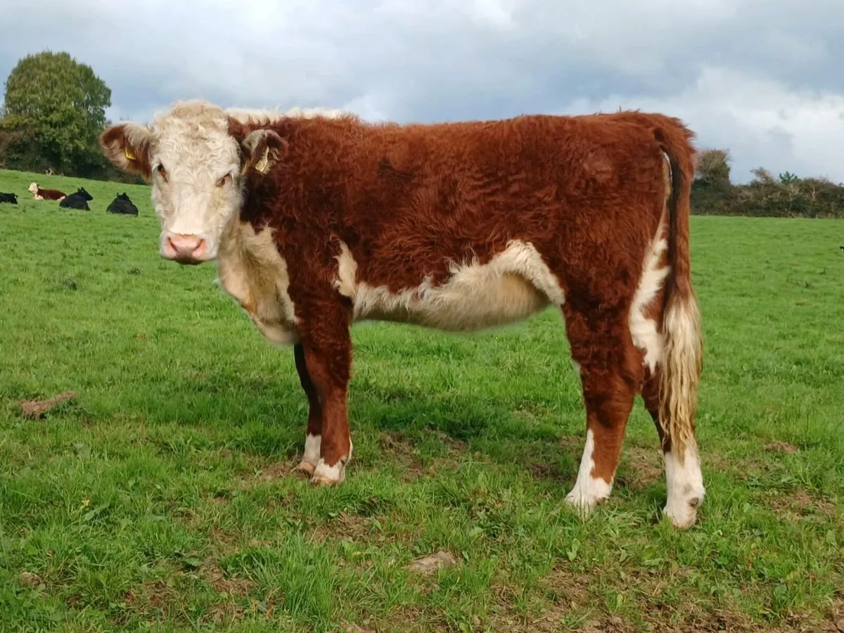 Pedigree Reg Hereford heifer. - Image 1