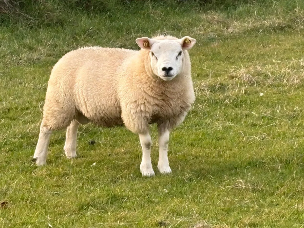 PBR Texel ram lamb - Image 2