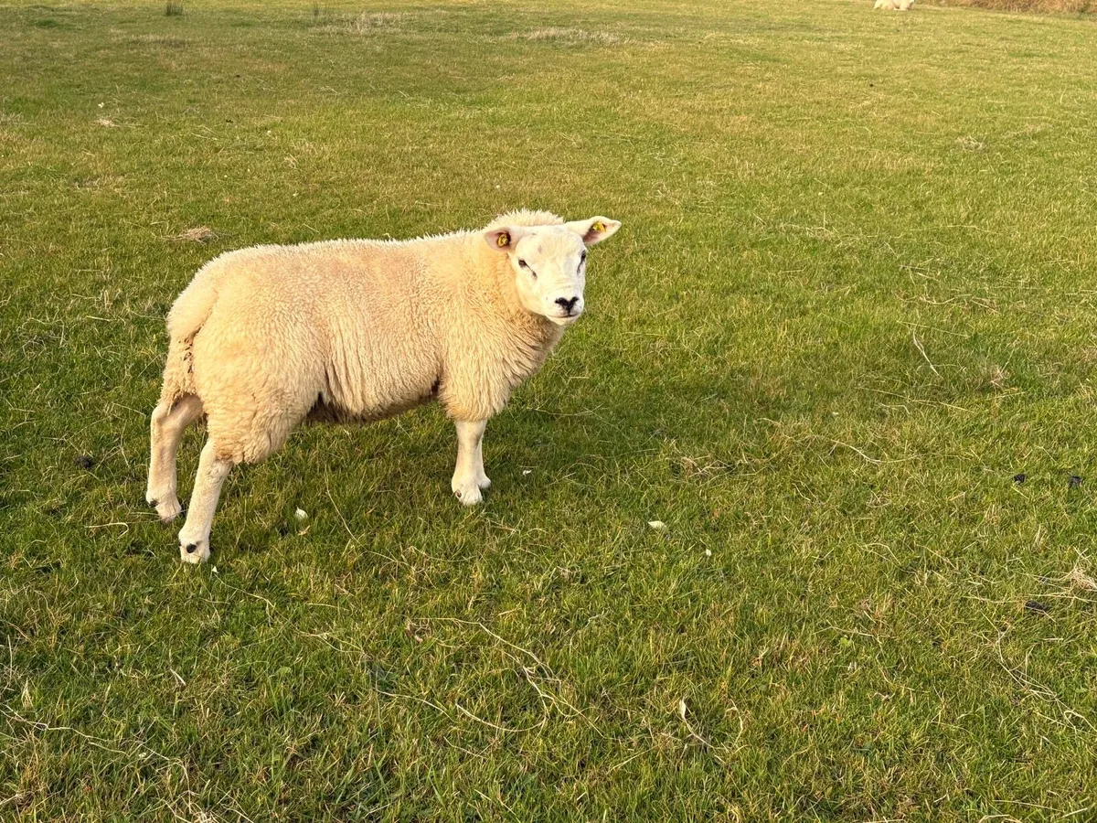 PBR Texel ram lamb - Image 3