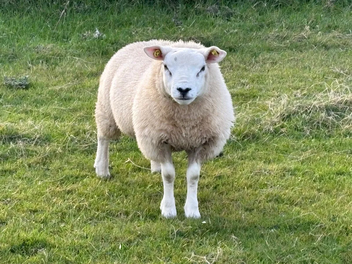 PBR Texel ram lamb - Image 1