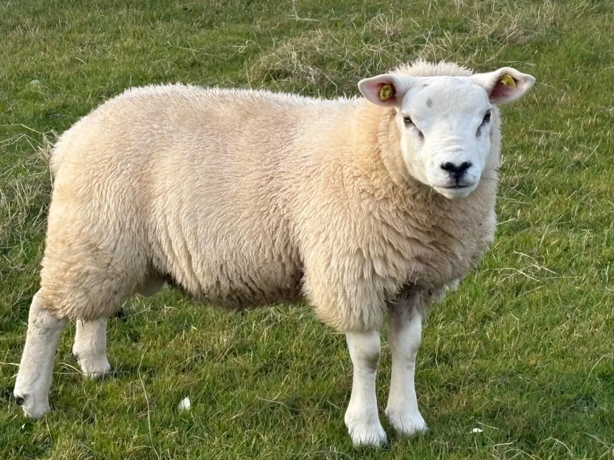 PBR Texel ram lamb - Image 4