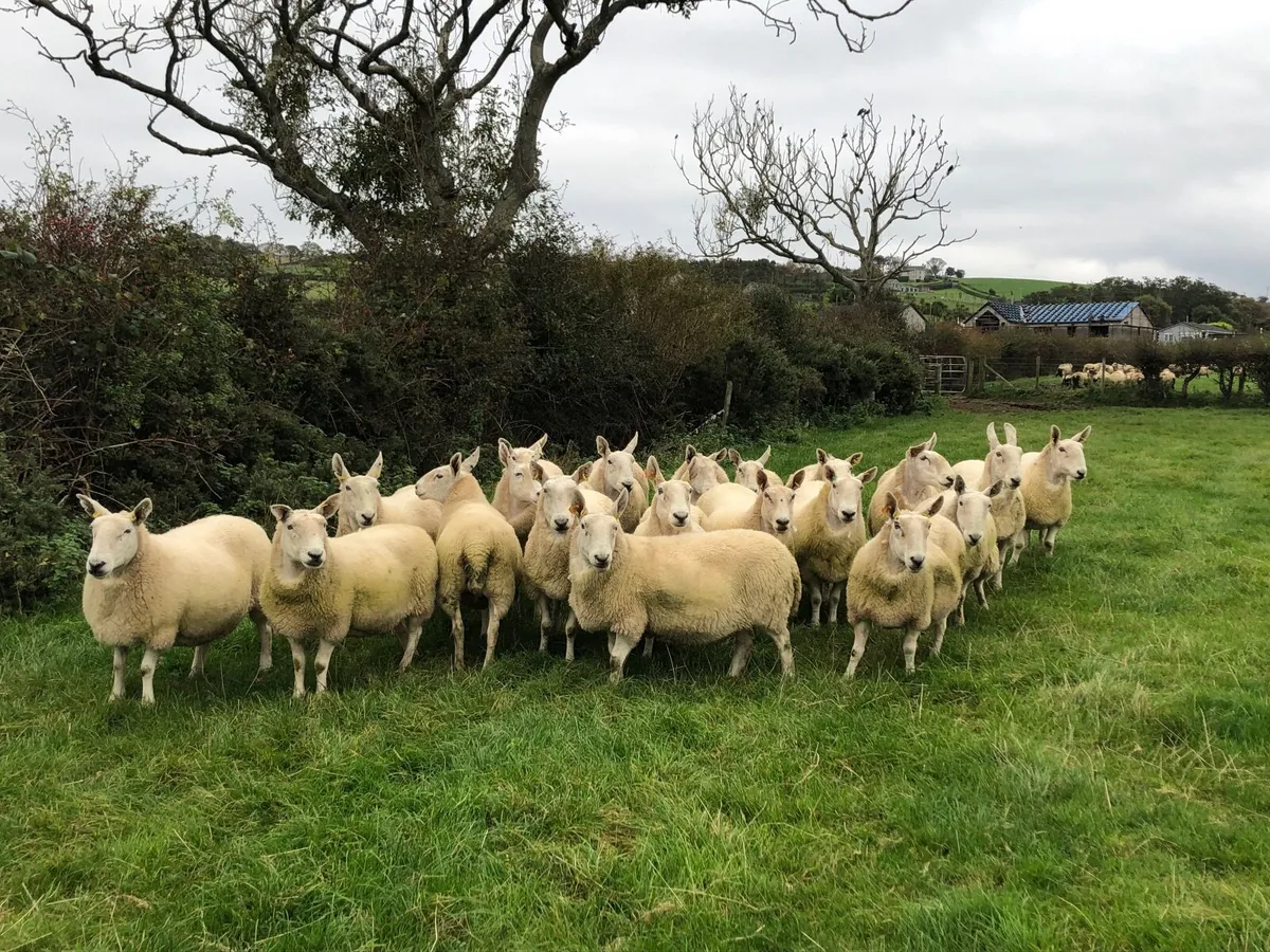 Cast Ewes -Scoth Halfbred - Image 1