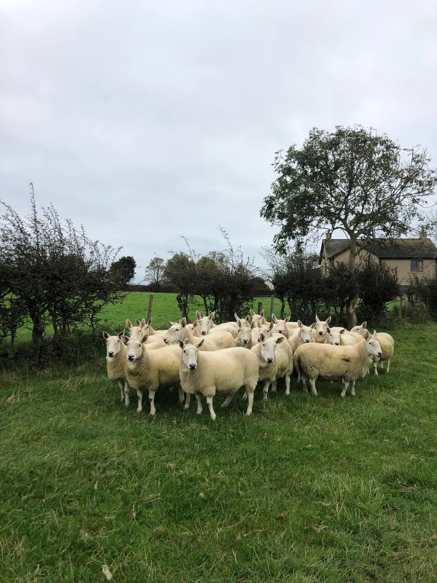 Cast Ewes -Scoth Halfbred - Image 2